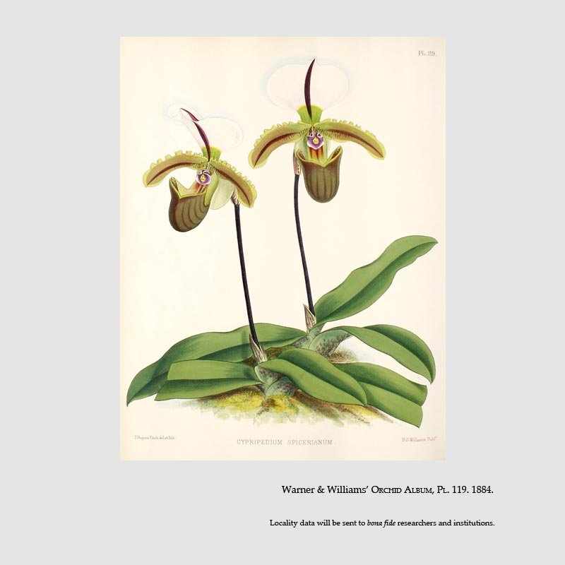 Paphiopedilum spicerianum